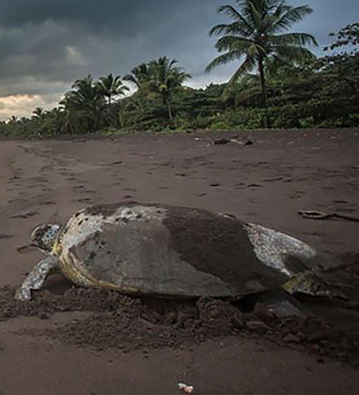 Chilamate Room 2 Tortuguero Exterior photo